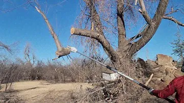 HTA-85 Stihl Battery Pole Saw Cutting Large Limb